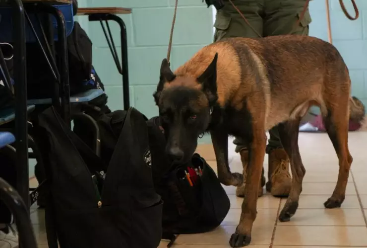 Operativos mochila en COBACH La Mesa y la Secundaria Técnica No. 61 en Tijuana ¿Qué decomisaron este 2025?