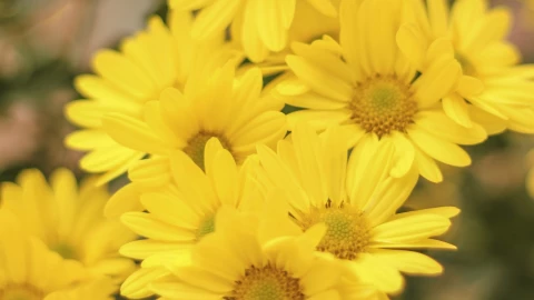 ¿Por qué se regalan flores amarillas el 21 de marzo? Esto es lo que se sabe