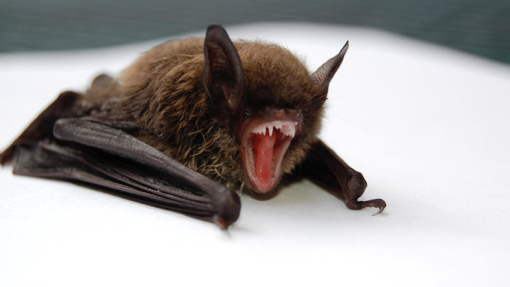 Confirma que es rabia el virus que afectó a tres niños en Oaxaca InDRE