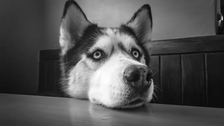 ¡Tragedia! Bebé muere tras ser brutalmente atacado por el perro de su familia