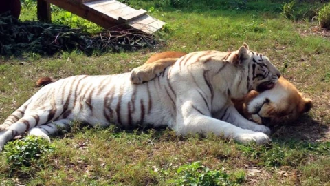 VIDEO - León y tigresa se enamoran y sorprenden en zoológico