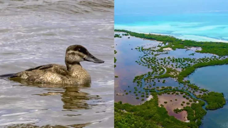 ¡Es bellísimo! Pato Tepalcate es visto por primera vez en Punta Sur Cozumel