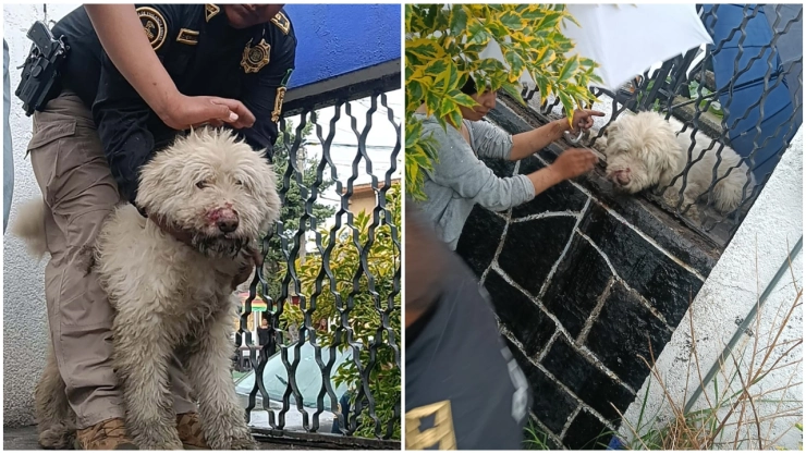 Rescatan a perrito atorado en reja en Tlalpan tras huir de agresión en la calle.