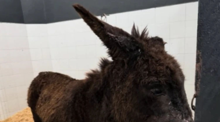 “Nala” fue dada de alta tras ser rescatada en Michoacán