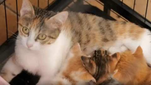 La isla de los Michis