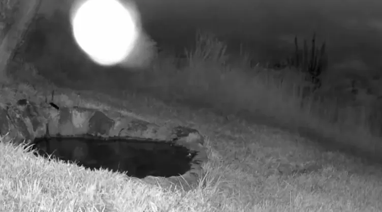 Extraña presencia es grababa por cámara en la Biosfera Sierra Gorda