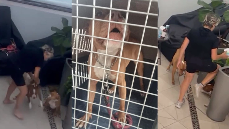 Mujer golpea a dos perritas pitbull
