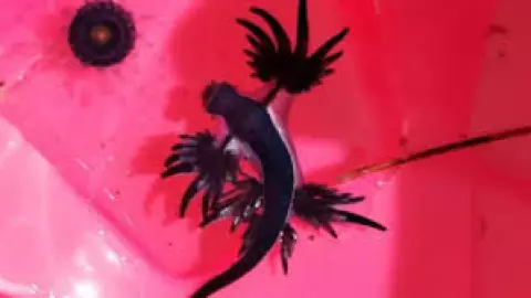 Alertan por presencia del dragón azul en playas; esto debes saber del molusco venenoso