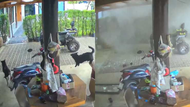Perritos se salvan de misil por guerra Tailandia - Camboya