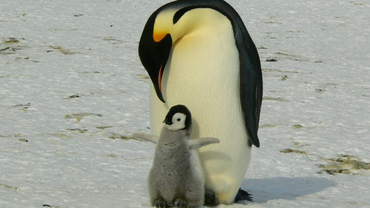 El emperador es la especie más grande de todos los pingüinos, en promedio alcanzan 115 centímetros de altura. Imagen: Pixabay