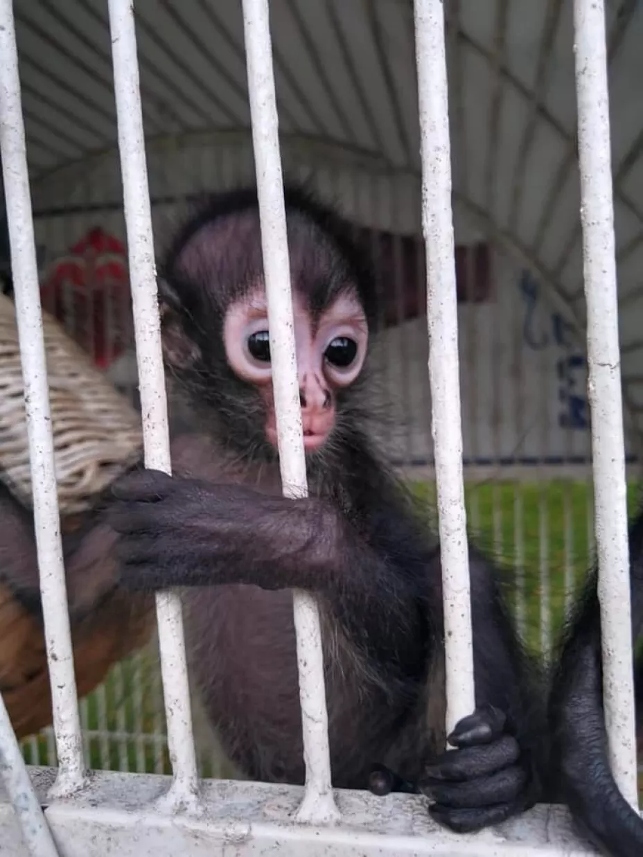 FOTOS Abandonan a ejemplar de mono araña en Yucatán
