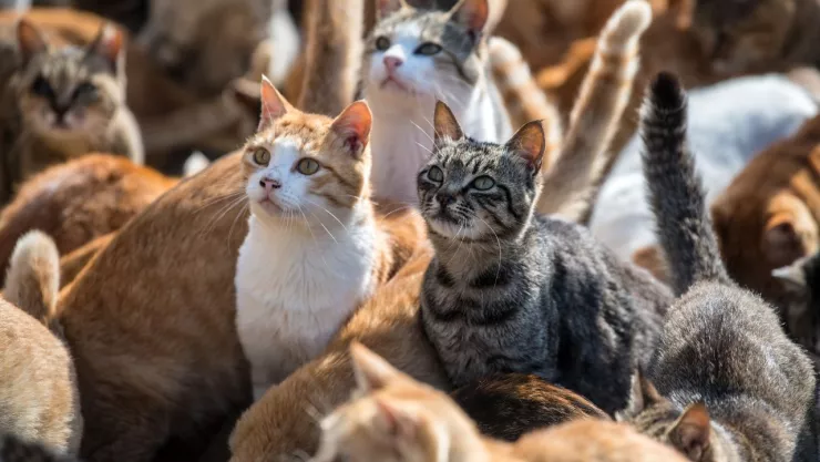 la isla de los gatos en Japón