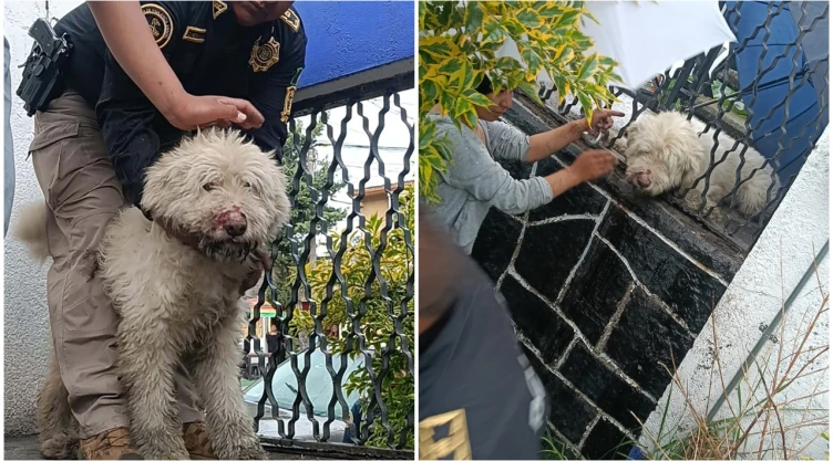 Rescatan a perrito atorado en reja en Tlalpan tras huir de agresión en la calle.