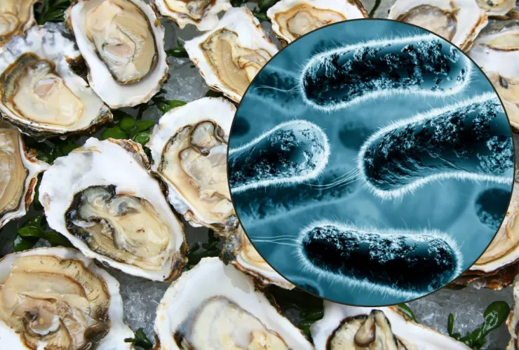 Bacteria come carne en Ostras de Estados Unidos