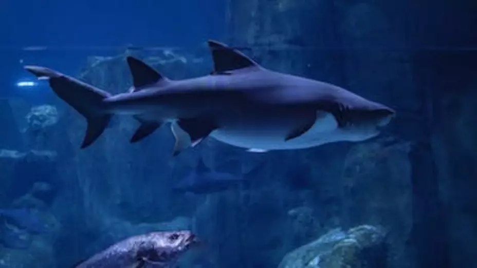 ataques-tiburón-méxico-estados-frecuentes