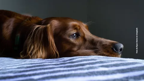&iquest;Cu&aacute;les son las se&ntilde;ales de que tu perro est&aacute; triste?