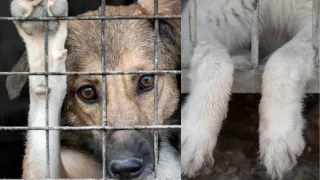 Coahuila destina cero pesos para protección animal pese a leyes contra crueldad