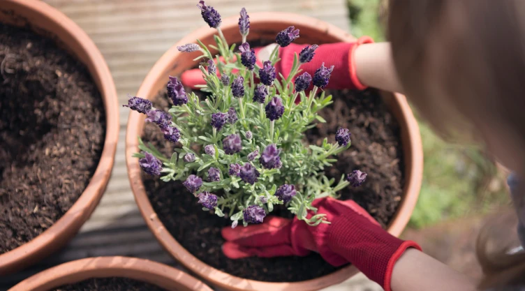 Lavanda en maceta