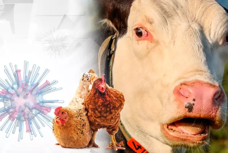 gripe aviar en rebaños de vacas