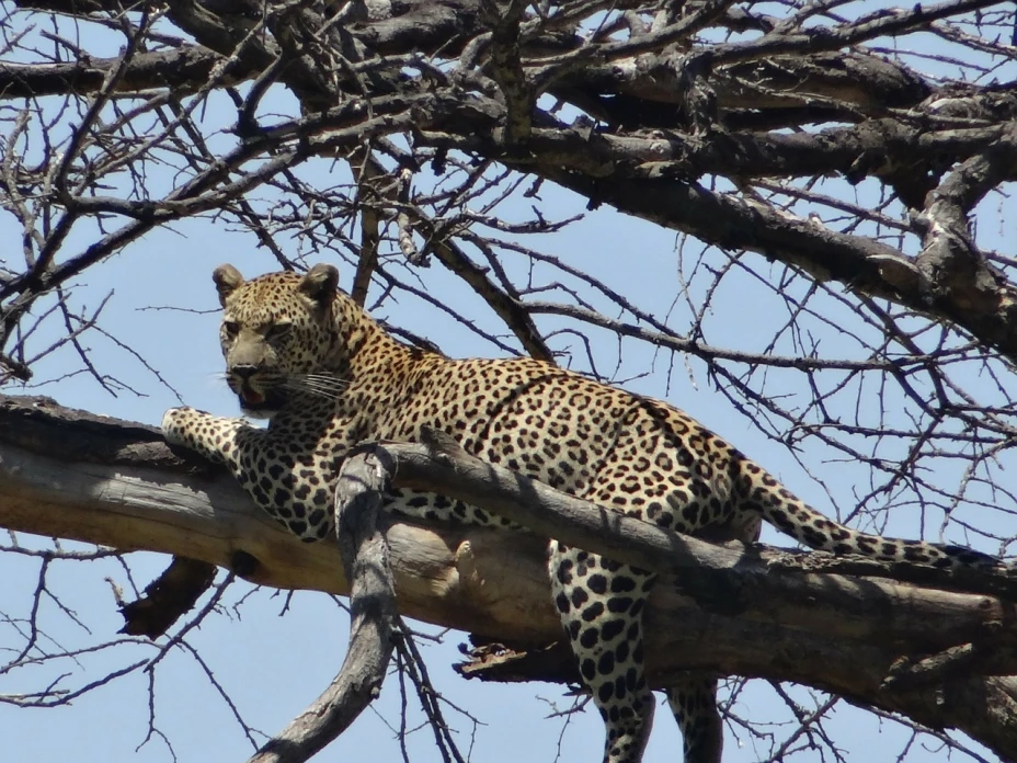 Animales en malas condiciones