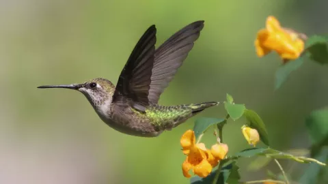 Dan cárcel por maltratar un colibrí en México