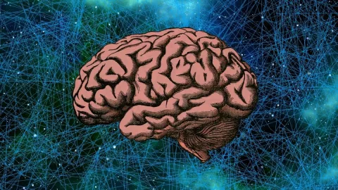 Cerebro, mitos, ciencia A.jpg