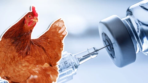 OMS lanza recomendación_ Pide a grupos vulnerables vacunarse contra gripe aviar A(H5).jpg