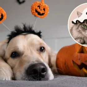 4 ideas de disfraces tejidos en crochet para que tu mascota robe miradas este Halloween