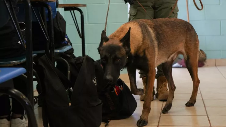 Operativos mochila en COBACH La Mesa y la Secundaria Técnica No. 61 en Tijuana ¿Qué decomisaron este 2025?