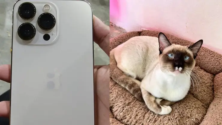 ofrece de recopensa gato