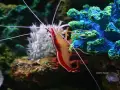 buscando-a-nemo
