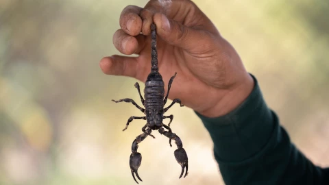 Alacranes-peligrosos-venenosos-México