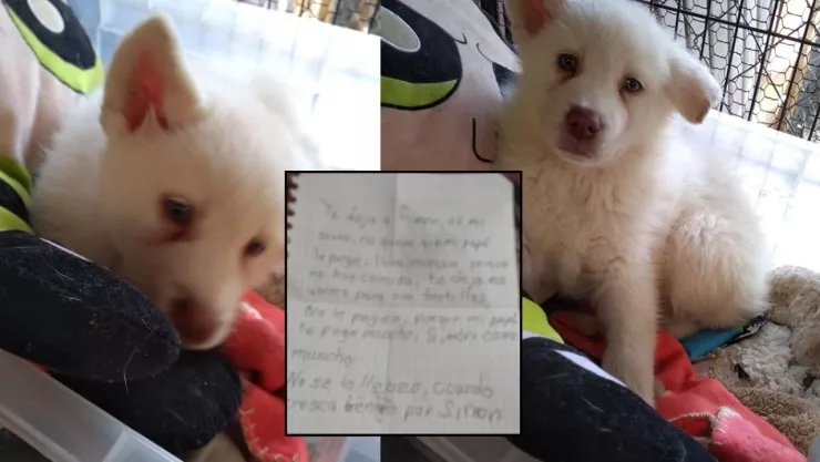 Perro es dado en adopción a albergue