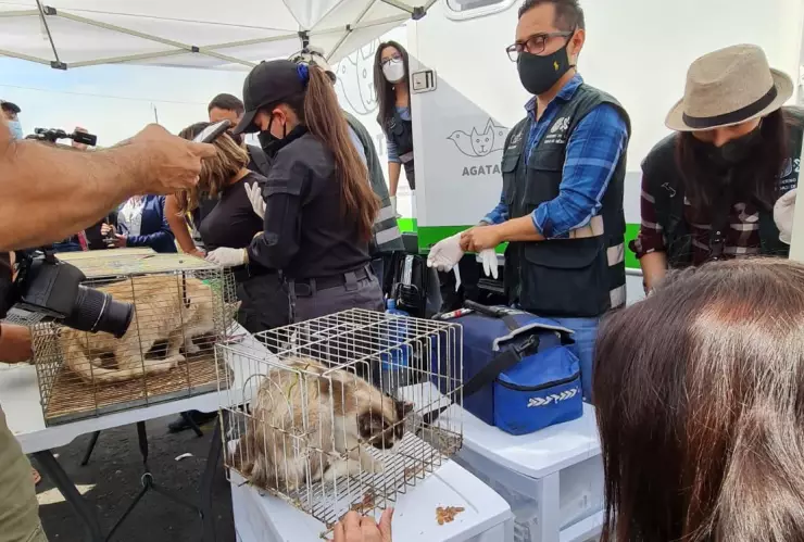 animales-mercado-de-sonora-incendio