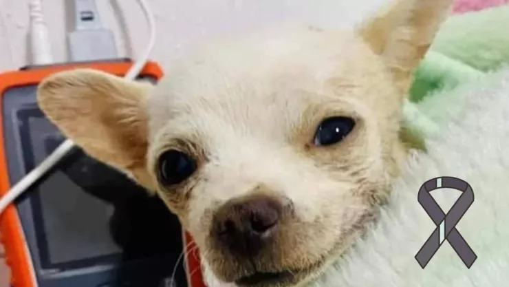 ¡Adiós, Pinky! Murió el perrito que defendió su casa de los ladrones