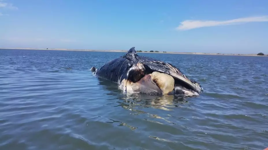 La ballena mide 10 metros de largo, por tres metros de ancho.