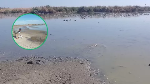 Liberan a cocodrilo en Culiacán.