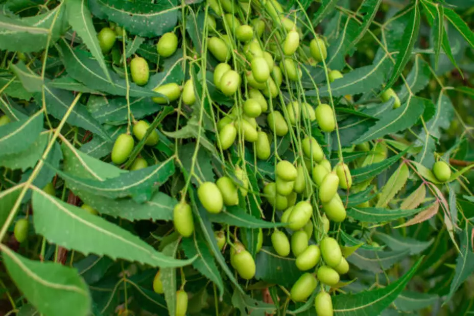 planta de neem