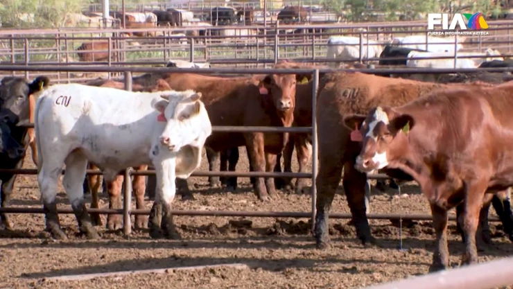La crisis del gusano barrenador: Descontrol en la frontera por malos manejos