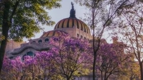 Jacarandas-en-flor-fotografía-la-belleza-morada