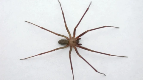 Temporada de araña violinista 2025 en Yucatán: ¿Cuándo es, qué hacer si salen y dónde se esconden en la casa?