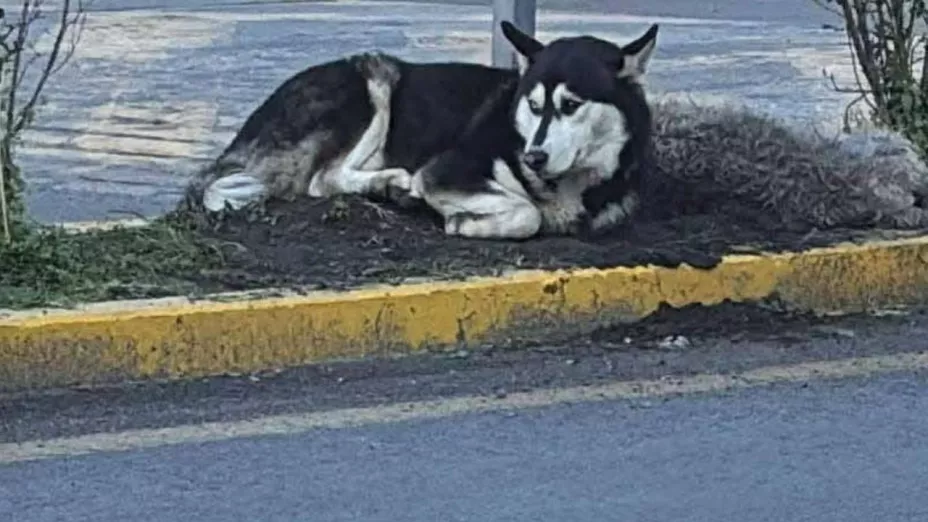 Husky acompaña perrito atropellado