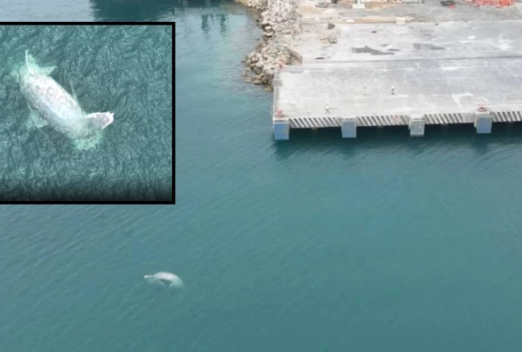 AL MOMENTO: Enorme ballena recala en costas yucatecas; así intentan rescatar el cuerpo