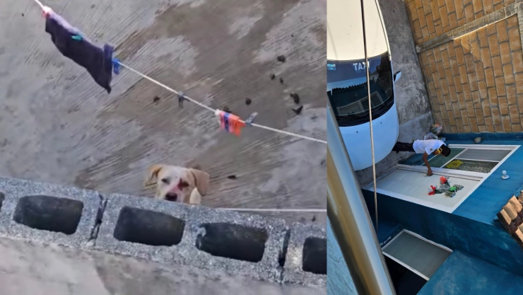 Denuncian a taxista por golpear a su perro con un martillo en Cancún