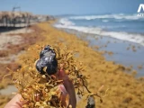 Derrame de chapopote golpea a familias en Veracruz: turismo cae y crece la indignación