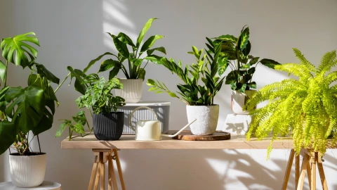 dónde poner plantas para que crezcan