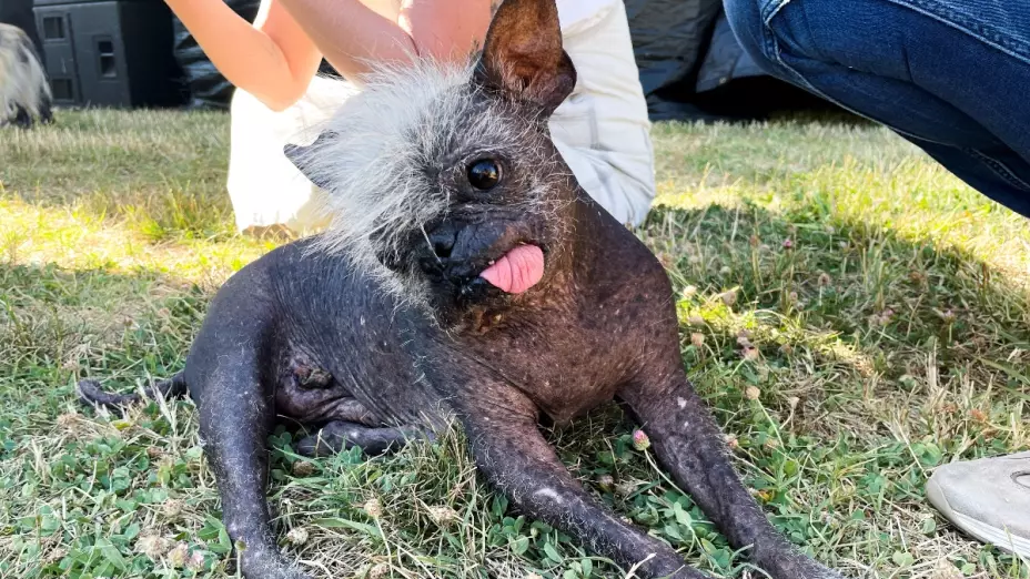 mr happy face perro mas feo del mundo