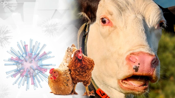 gripe aviar en rebaños de vacas