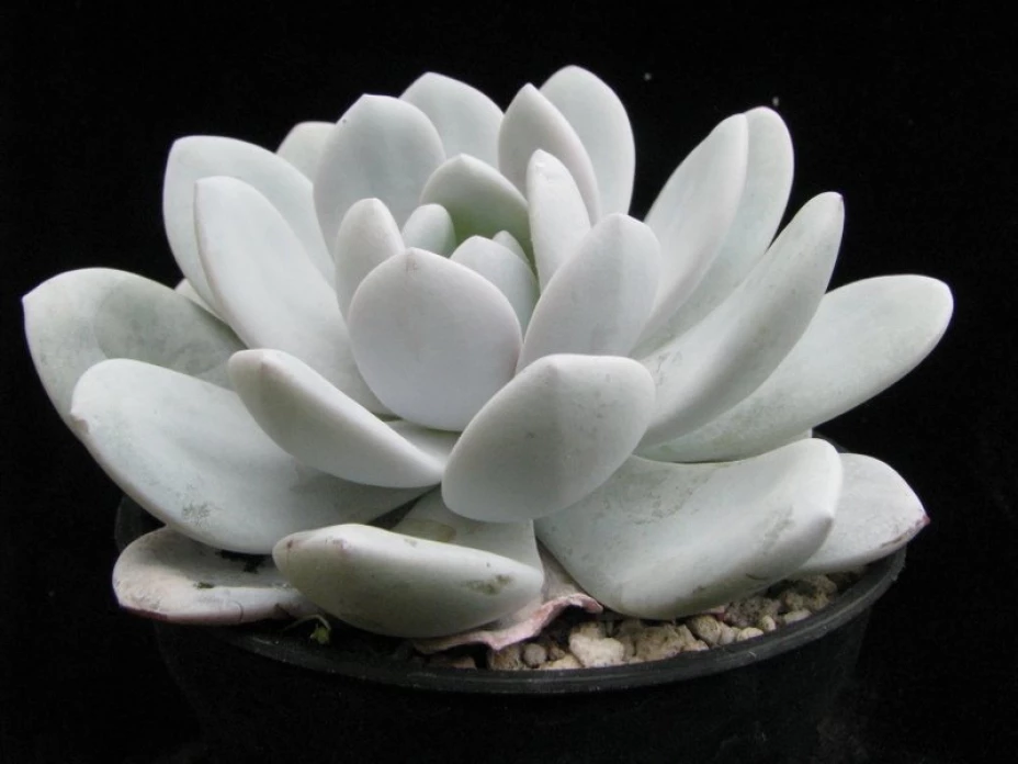 Exportación de plantas