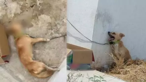 dejan morir a perrito amarrado en altas tempertauras